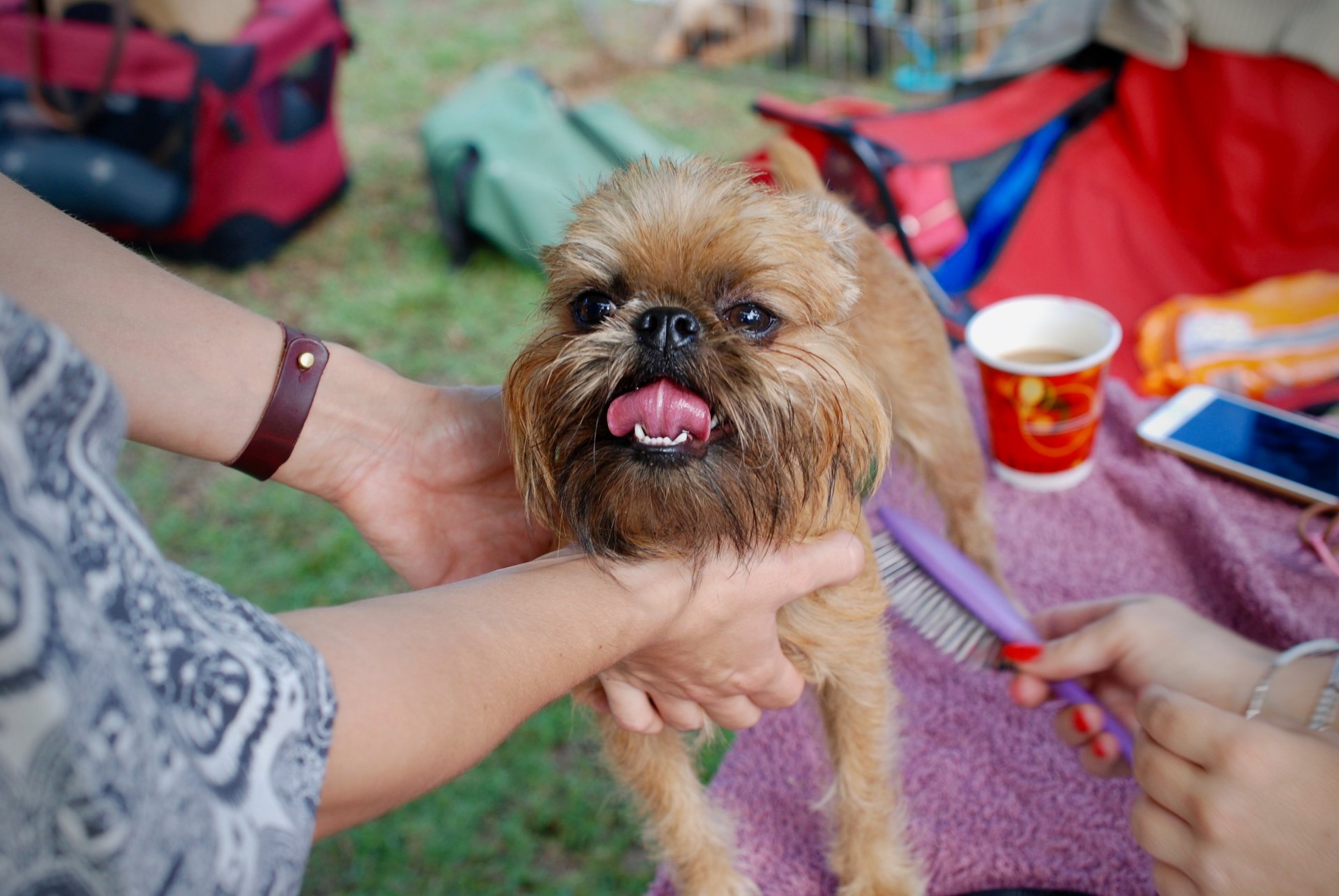 Groom and brush dogs regularly to reduce shedding