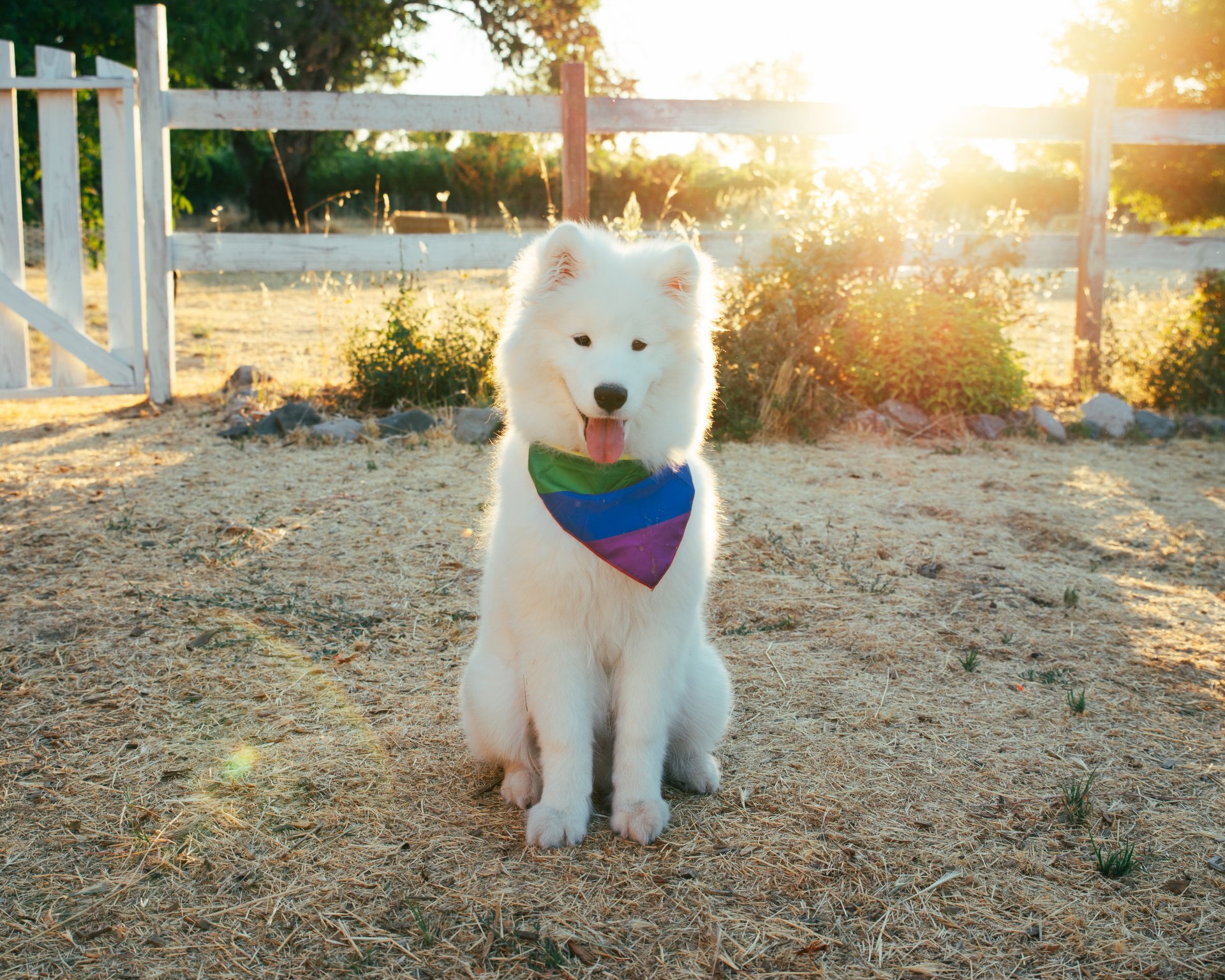 Samoyed dog breeds