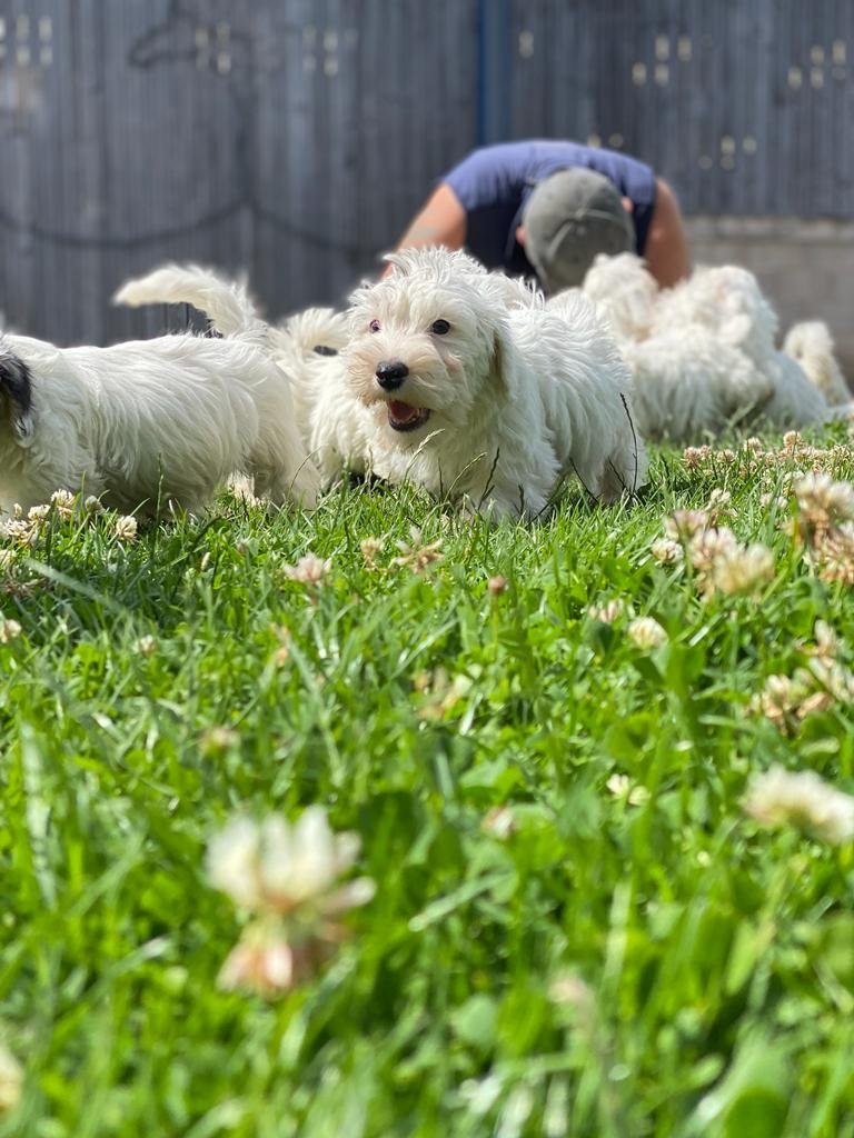 Sealyham Terrier