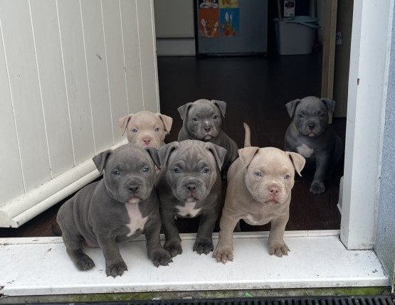 Available puppies for sale