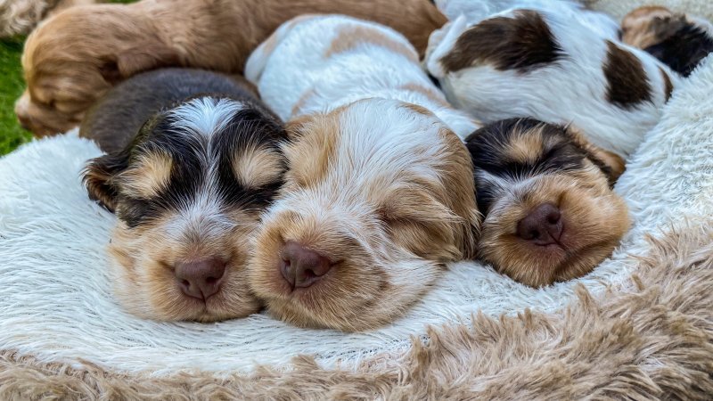 Cocker Spaniels