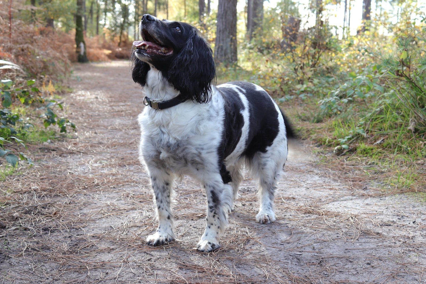 Springer Spaniel