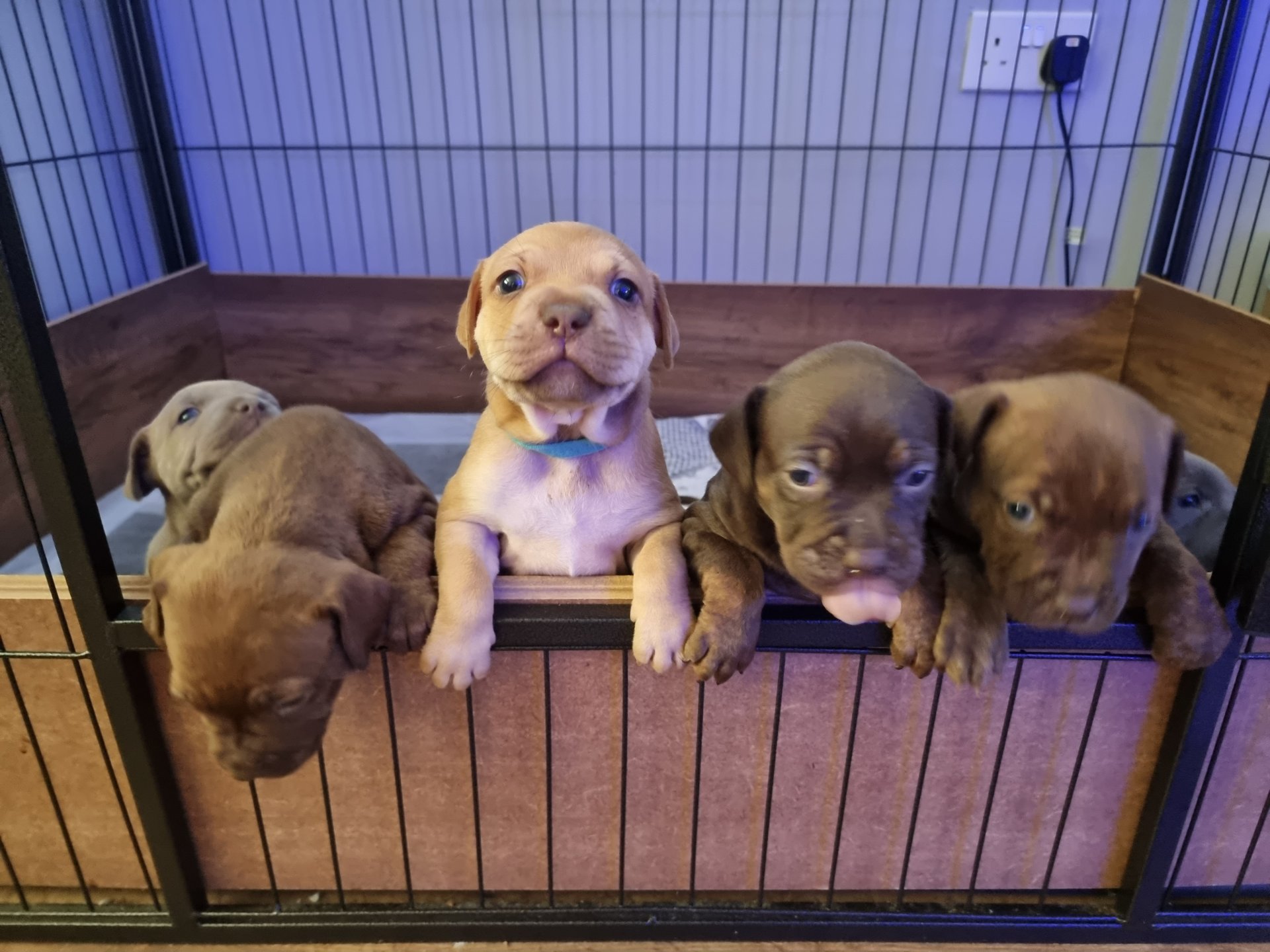 Staffy Puppies