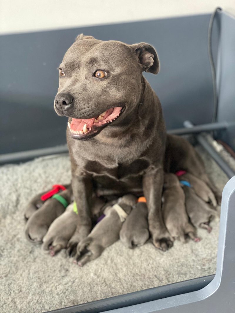 Staffordshire Bull Terrier and puppies