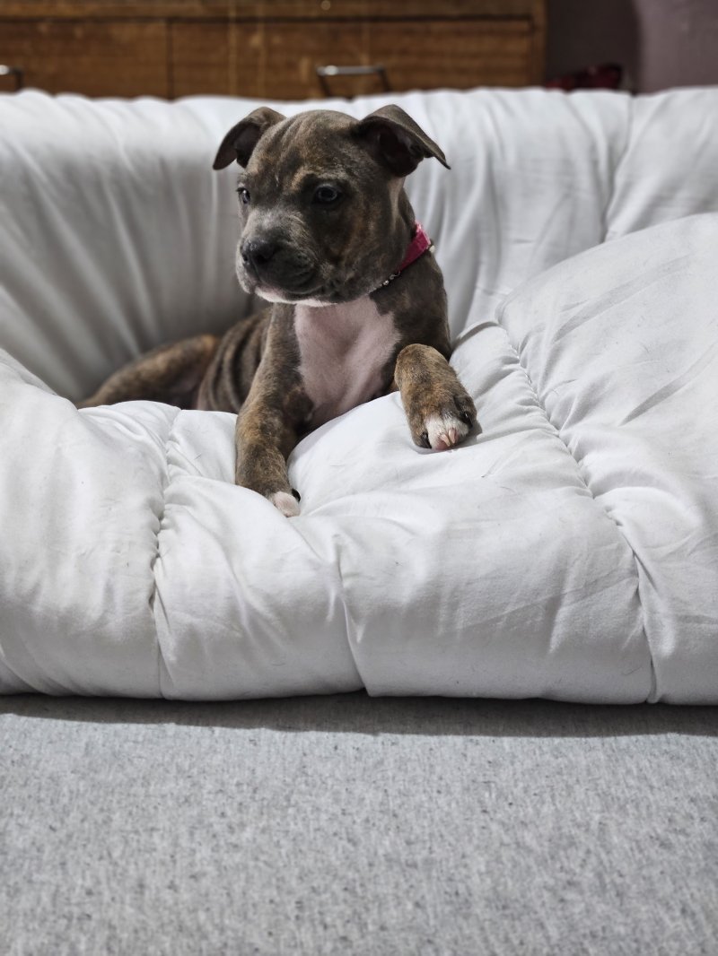 Staffordshire Bull Terrier puppy