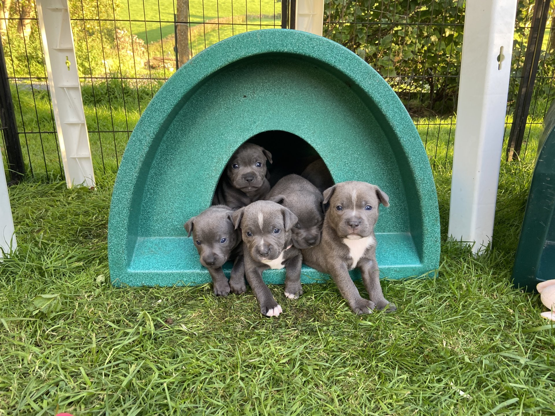 Litter of Staffy puppies