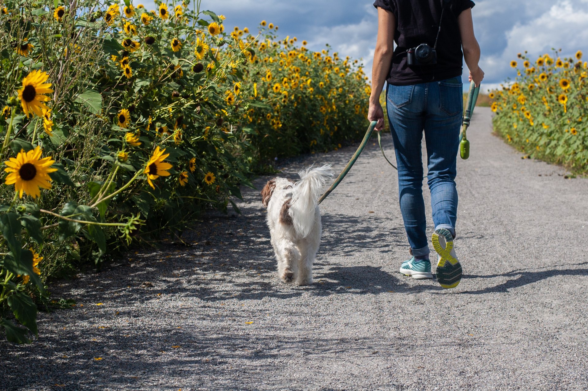 Dog walking next to a sunflower field