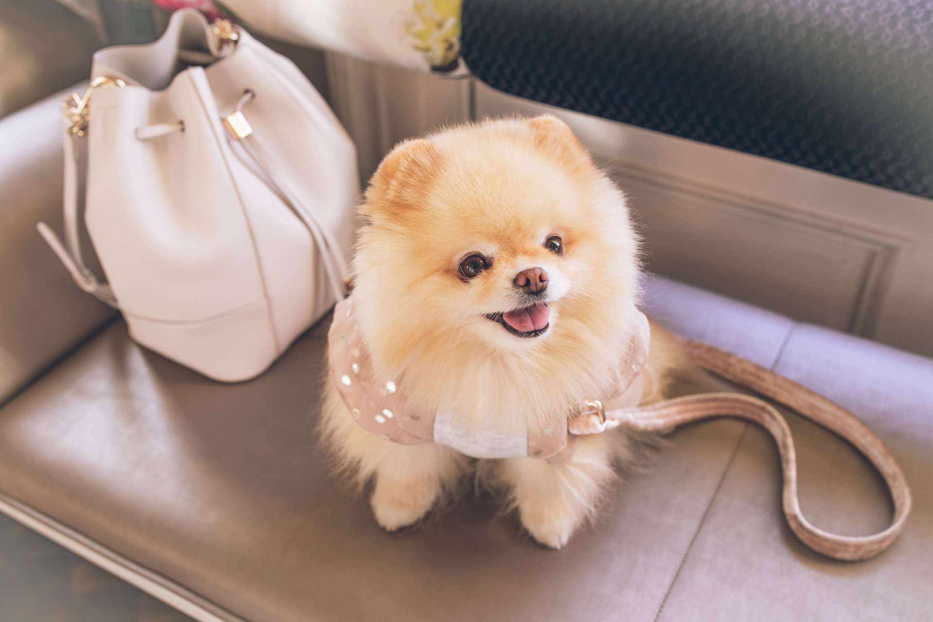 Pomeranian companion dog breed