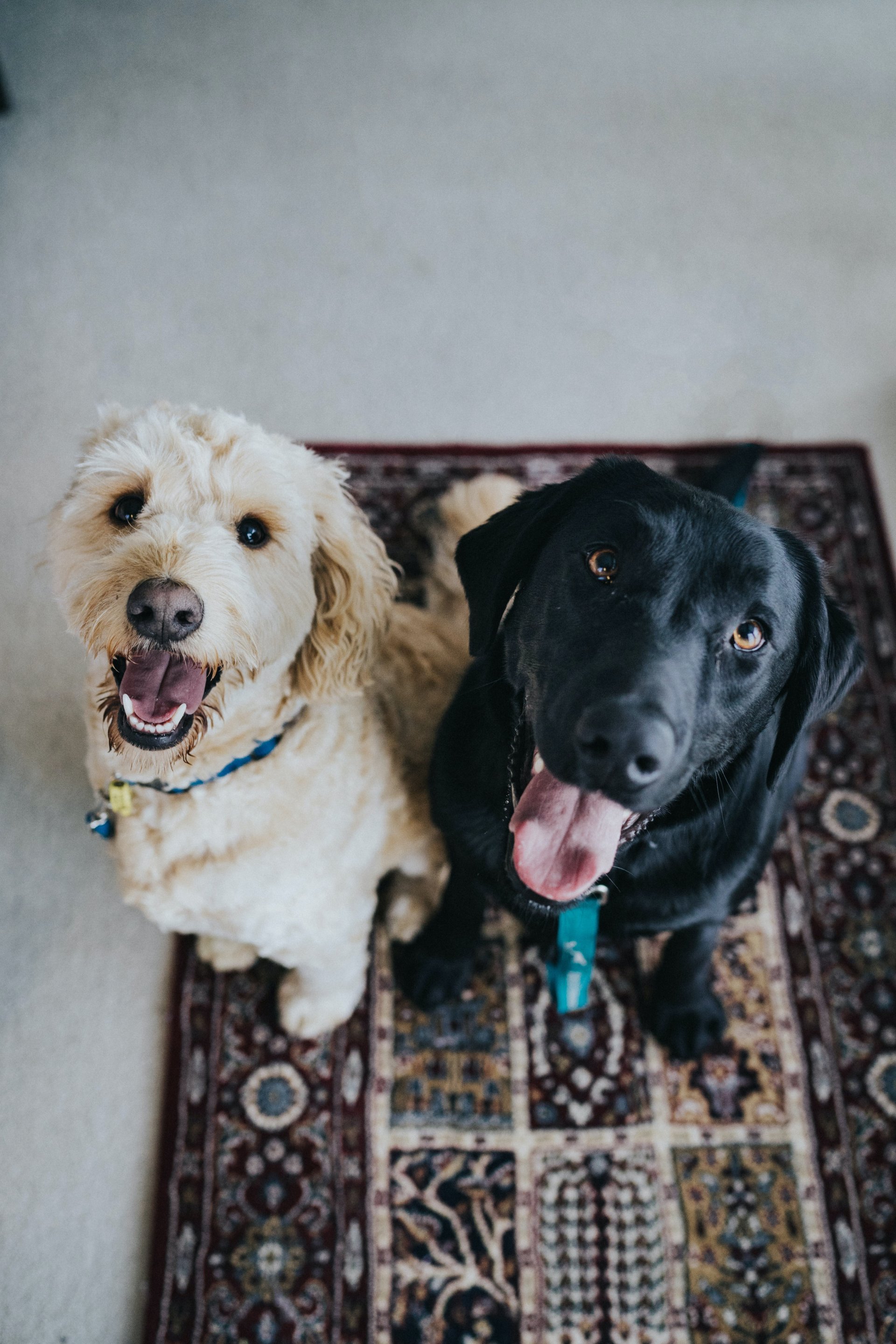 Things to remember when your 2 dogs meet