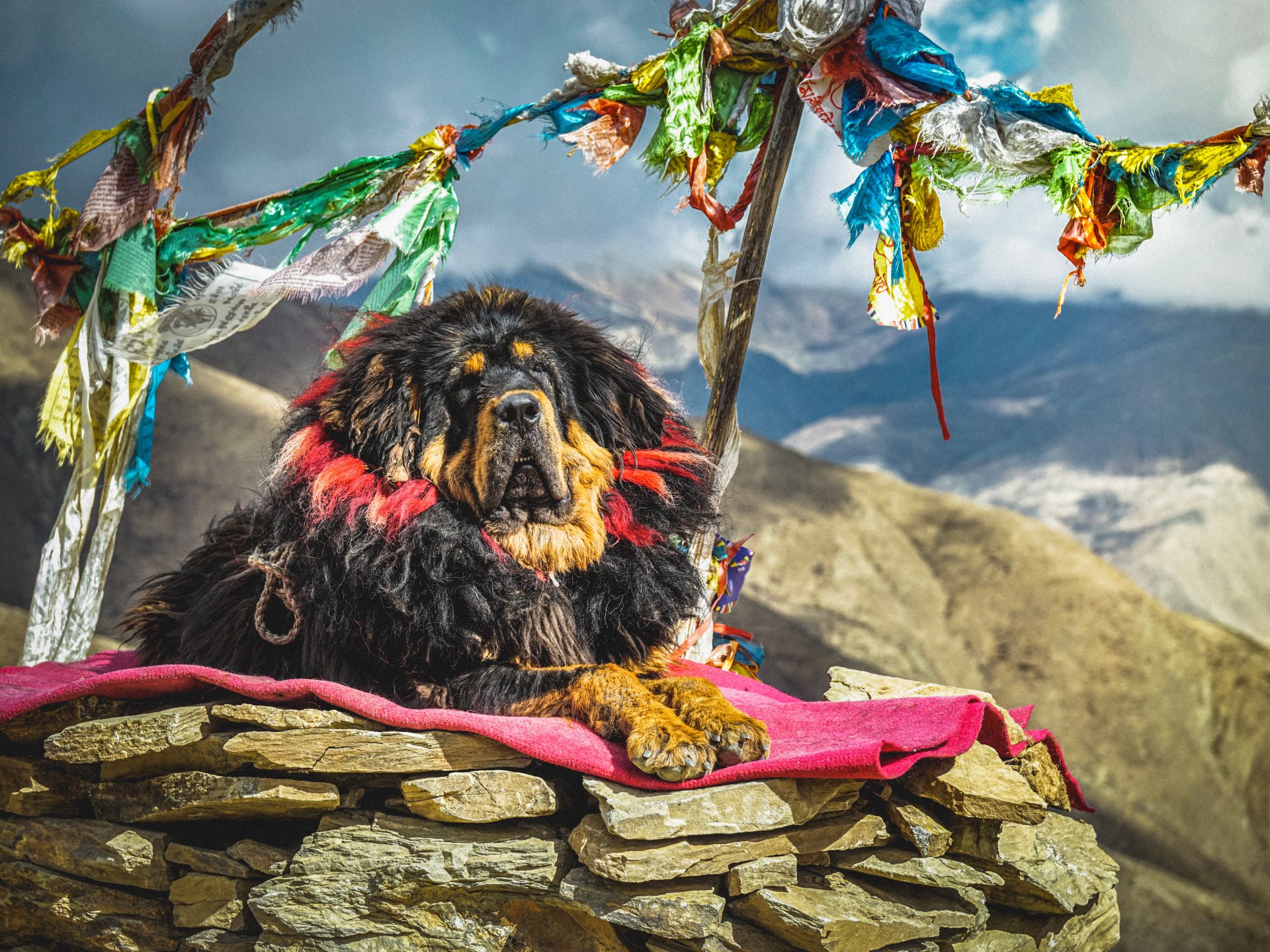 Tibetan Mastiff dogs that look like bears