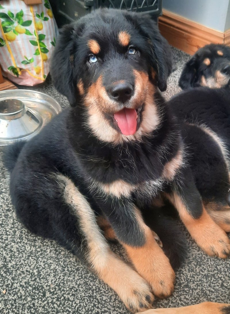 Tibetan Mastiff Puppy