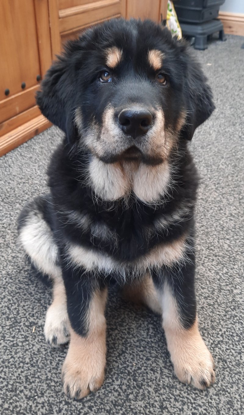 Training your Tibetan Mastiff dog