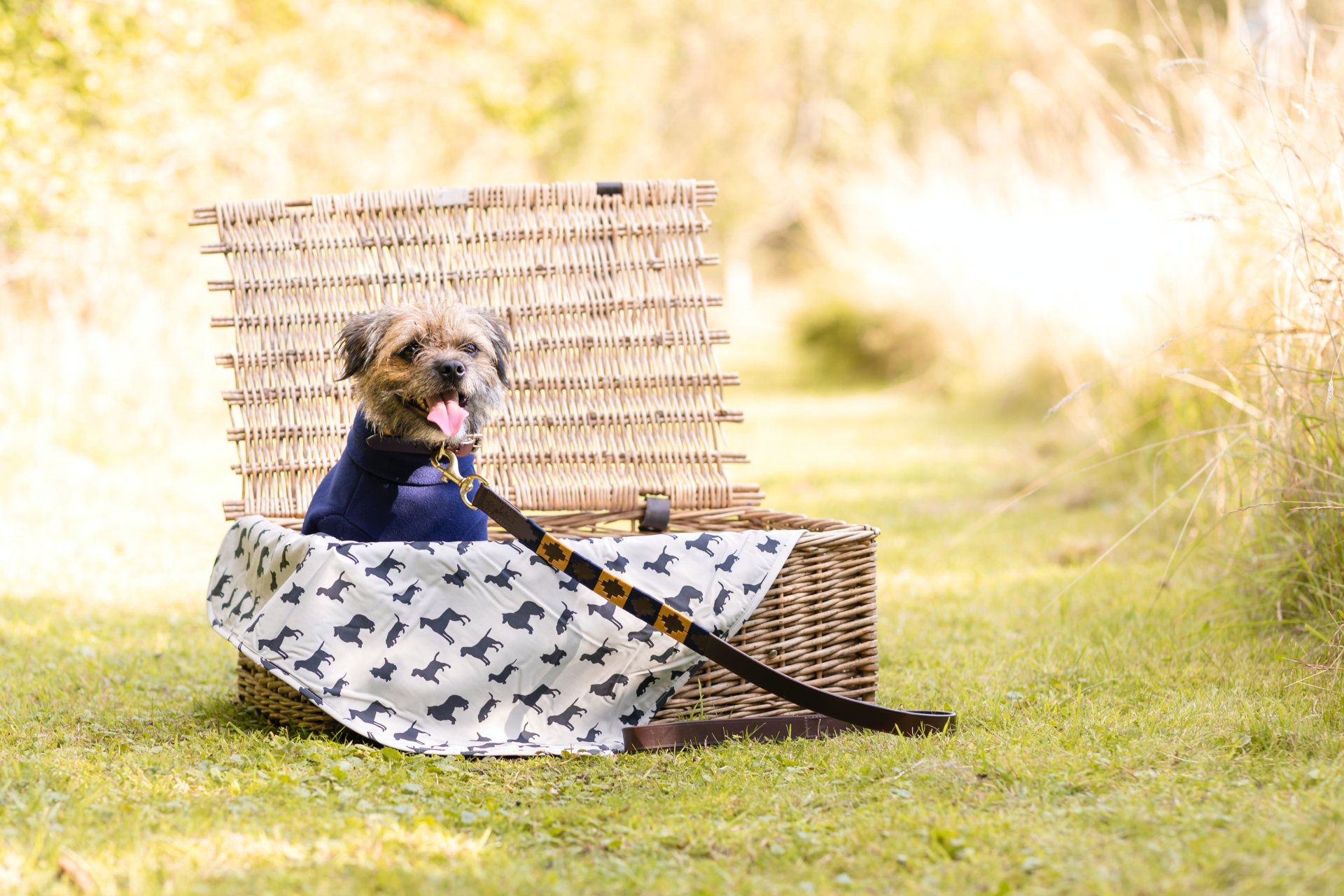 picnics for dogs