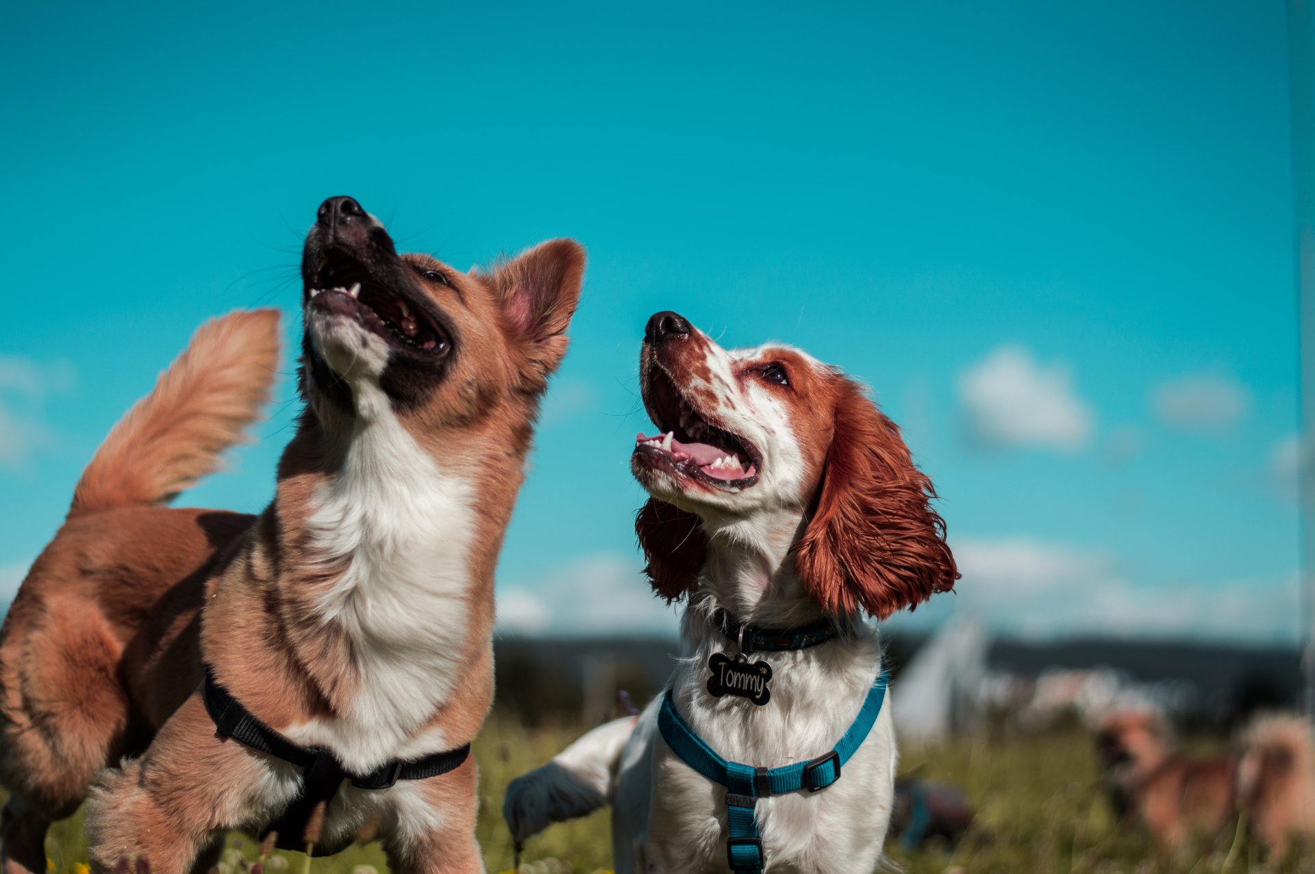 tips for when your current dog meeting your old one