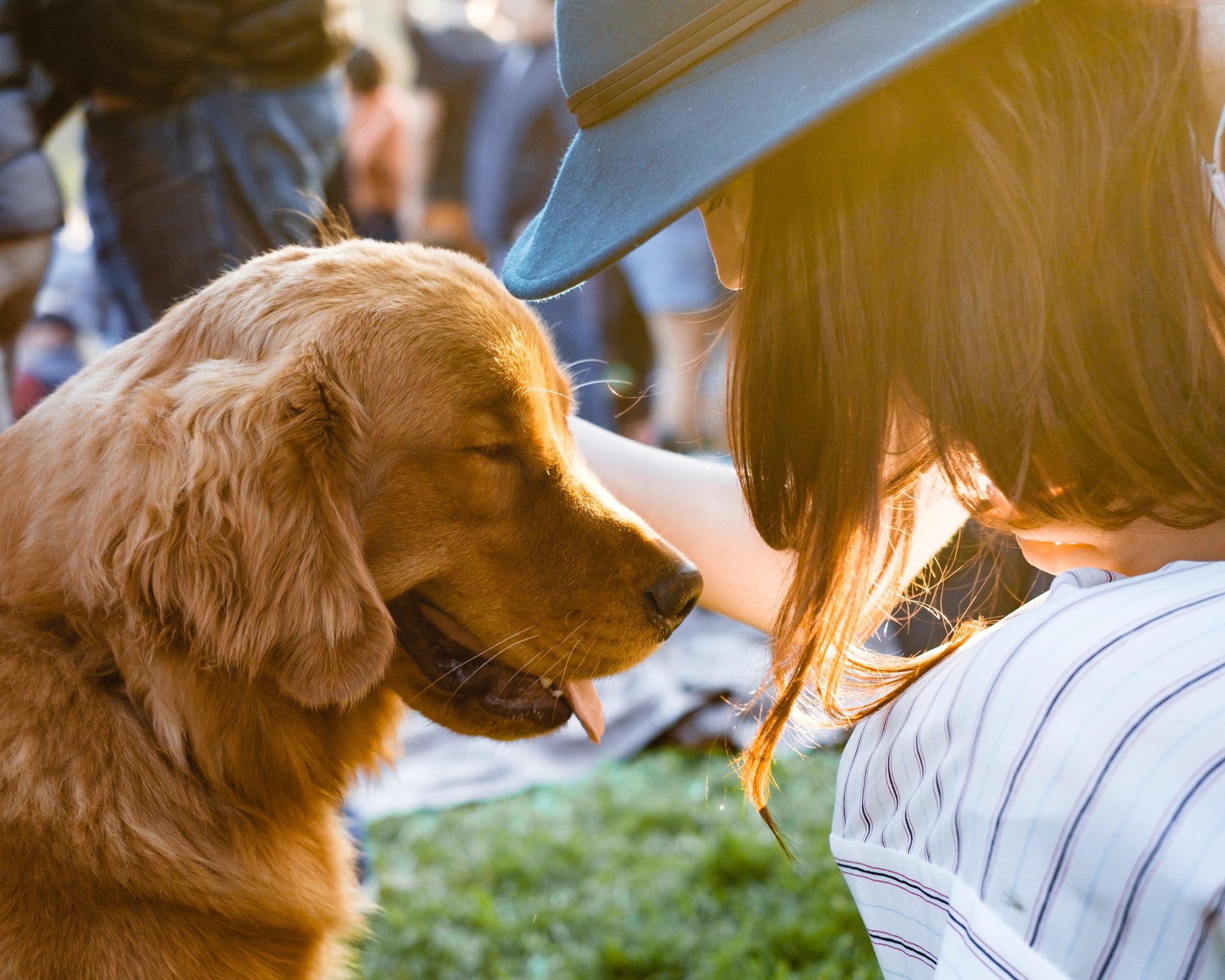 dog picnic safety tips