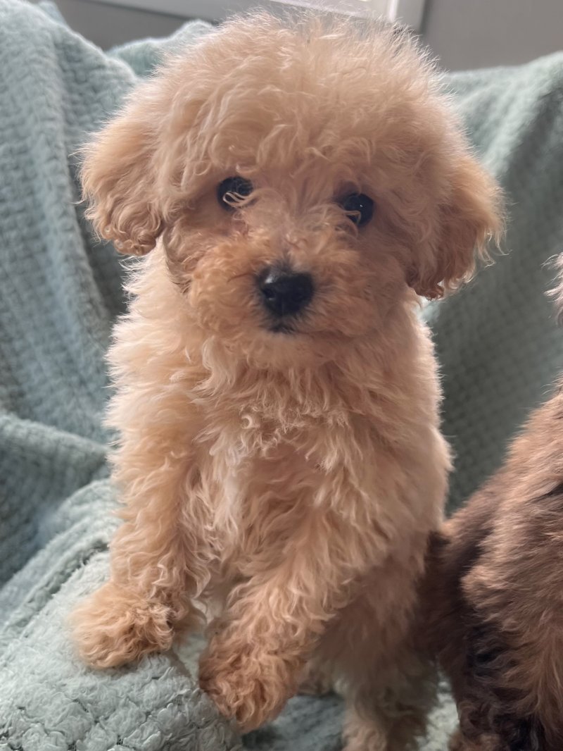 Toy Poodle puppy looks like a bear
