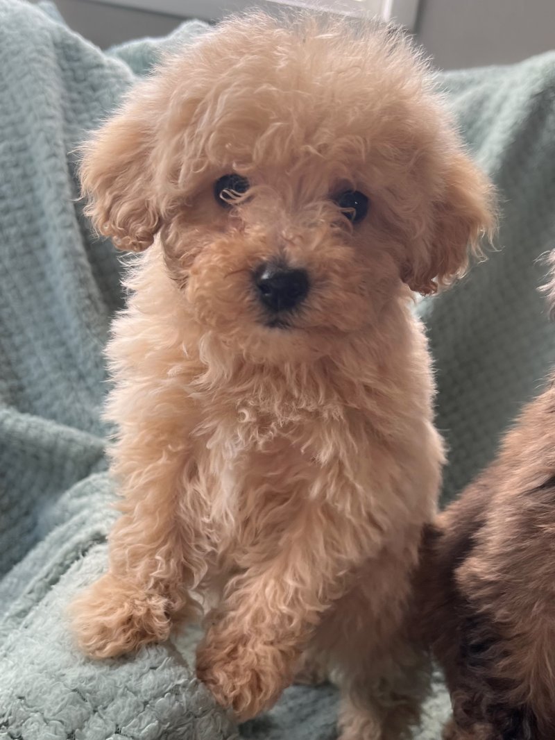 Small dog that looks like a teddy bear deals