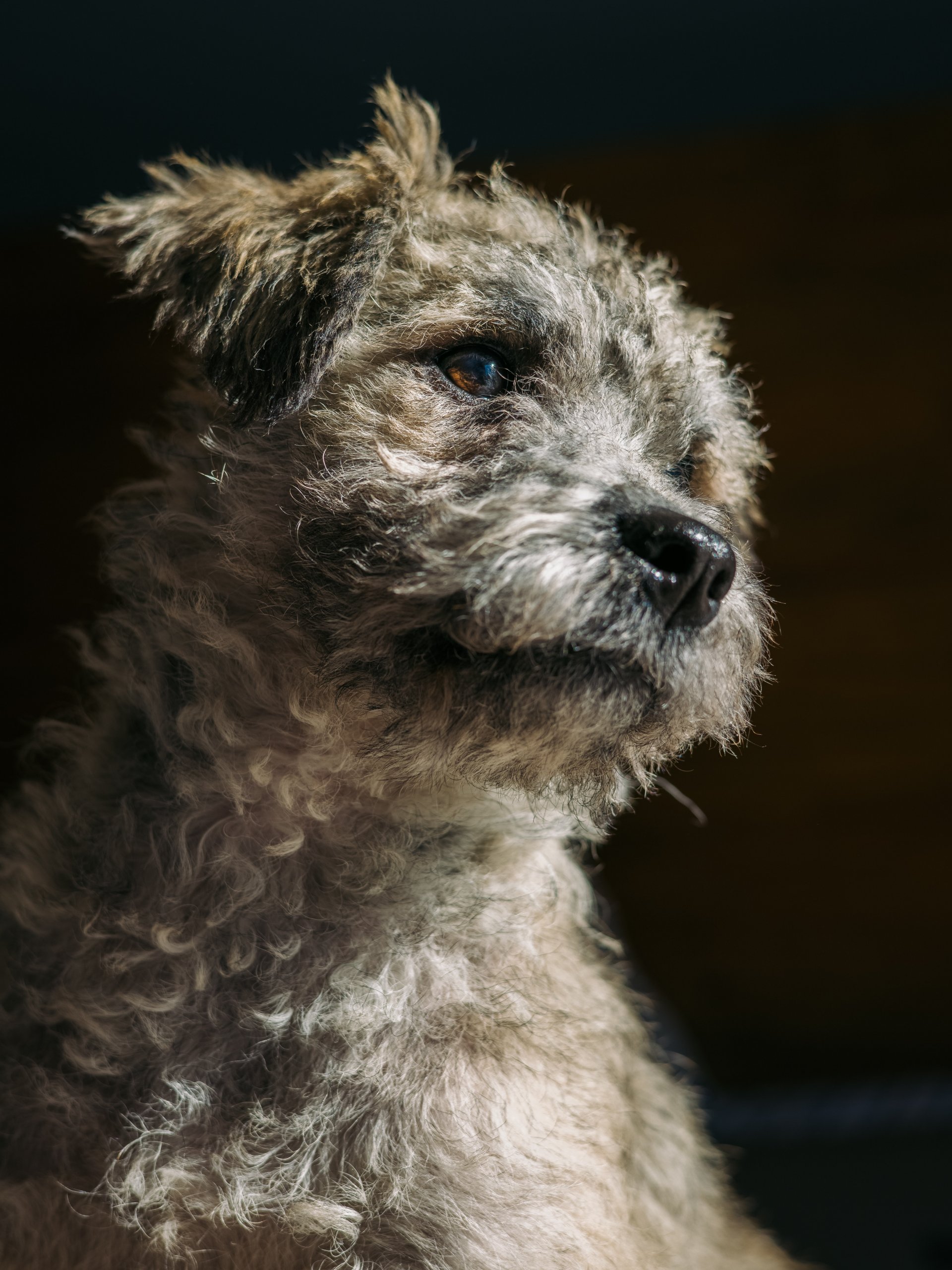 Border Terrier appearence