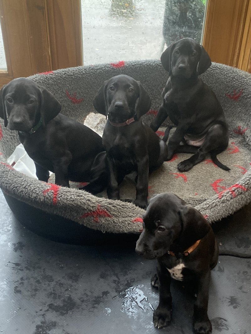 German Shorthaired Pointer puppies