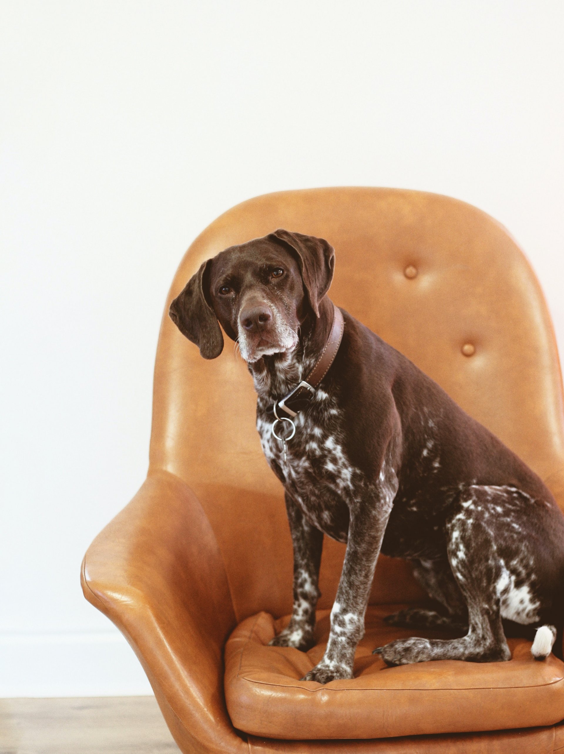 German Shorthaired Pointer dog on a chair