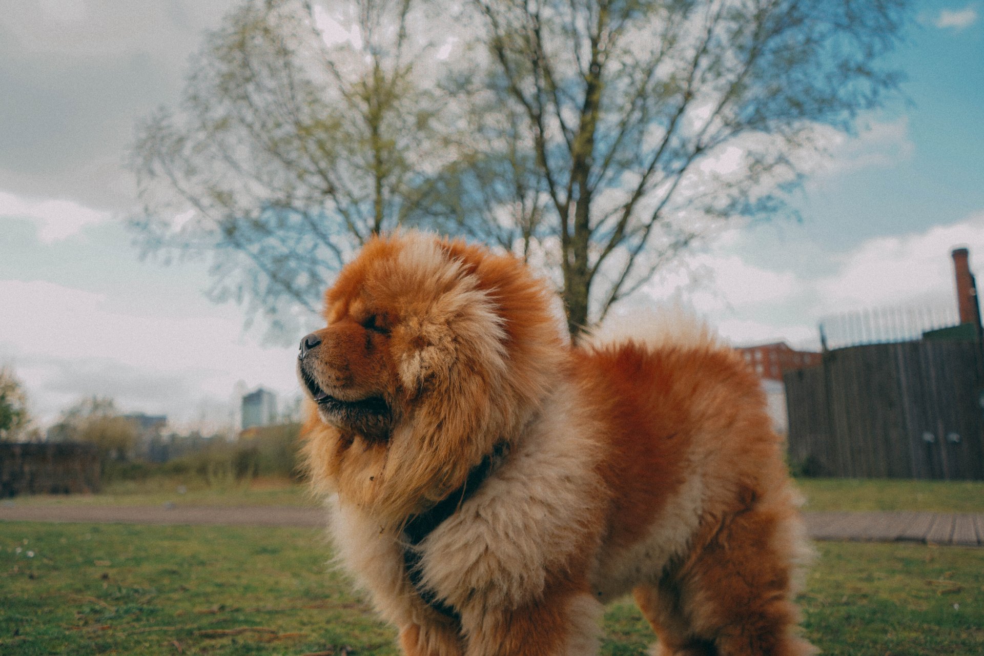 Chow chow outdoors in a park