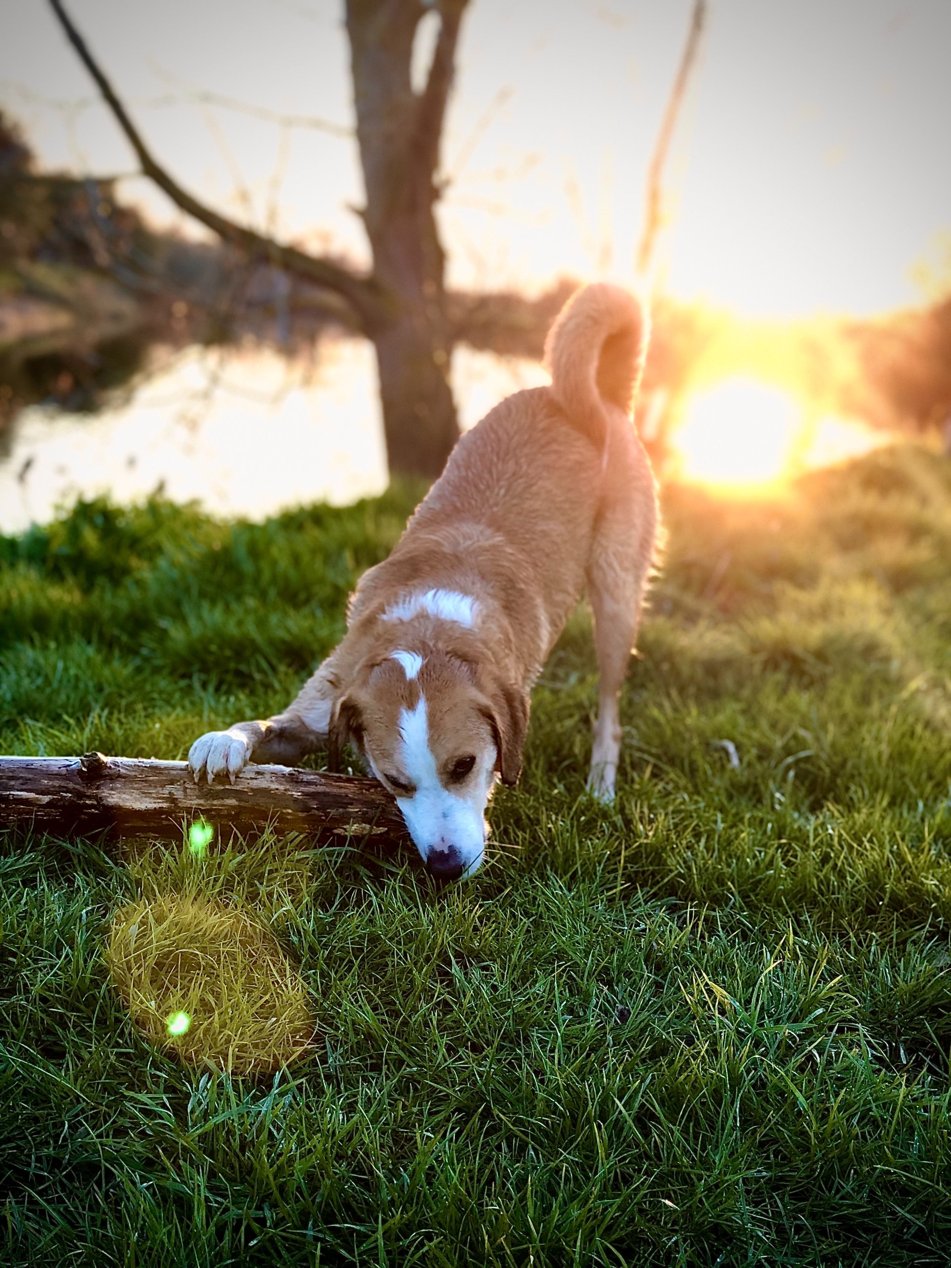 engaging your dog