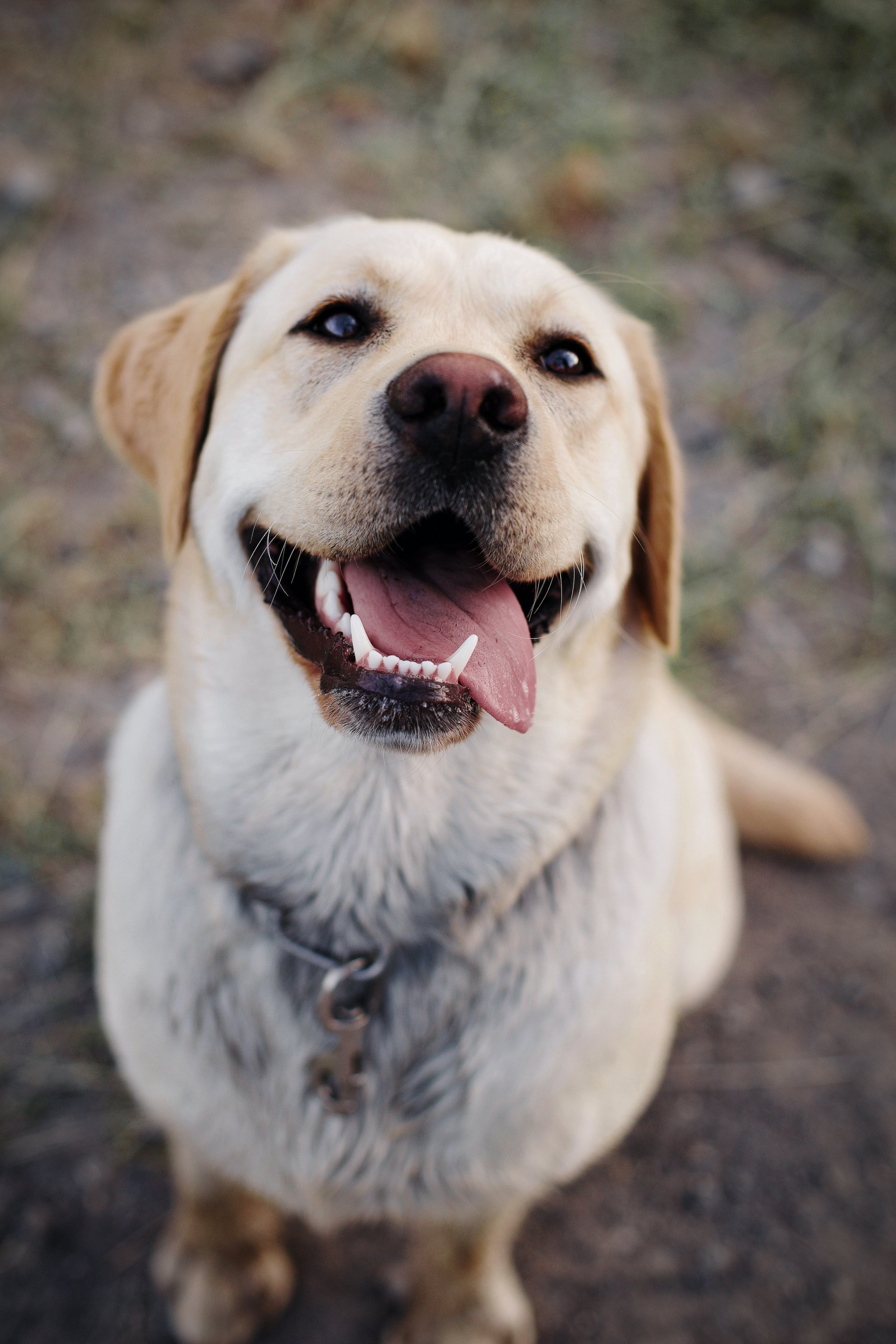 Why do dogs shed?