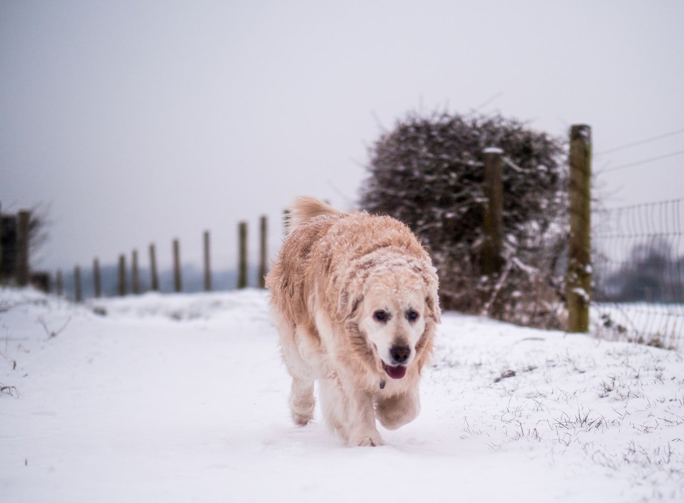 can dogs get cold in the winter