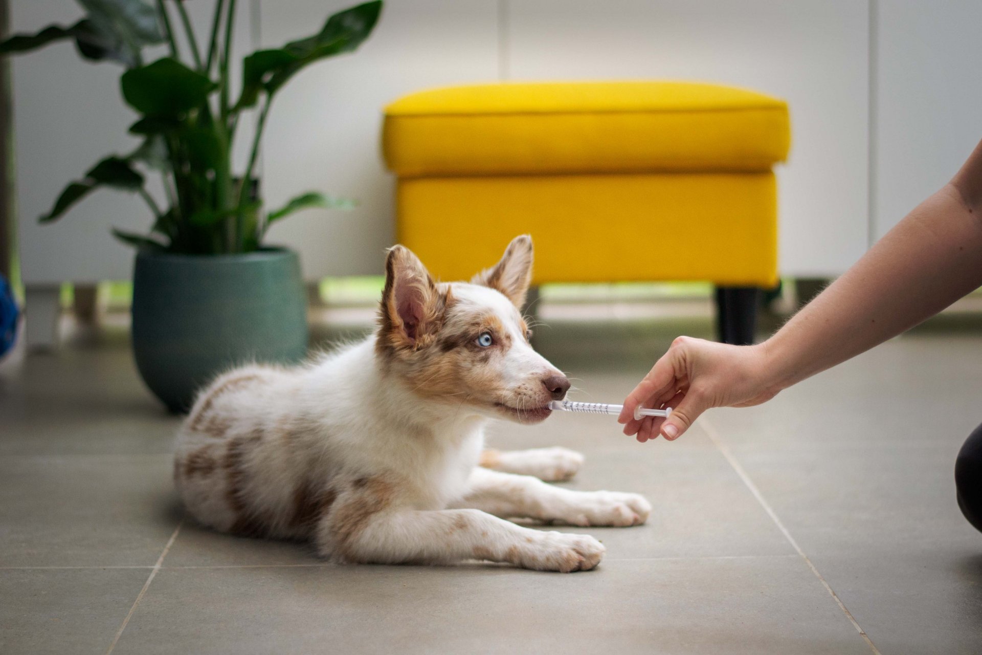 worming treatment for dogs