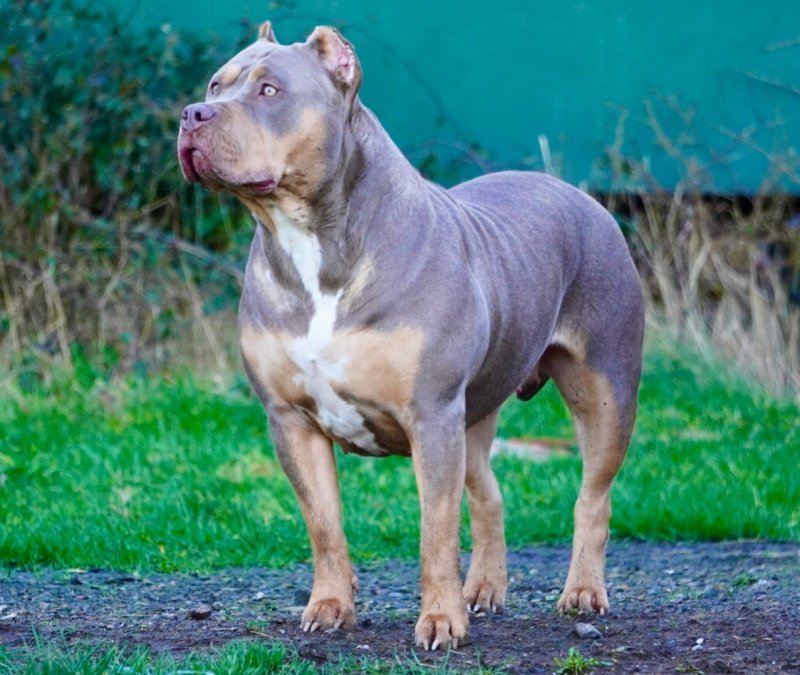 XL Bully dog