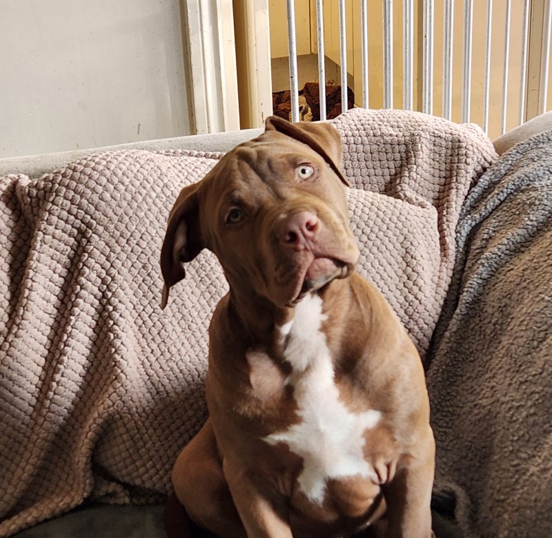 What happens now if you own an American Bully XL? - Forever Puppy