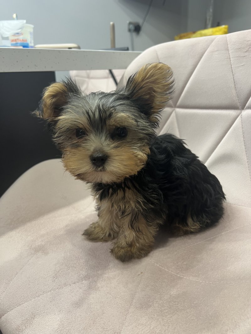 Yorkie dog looks like a bear