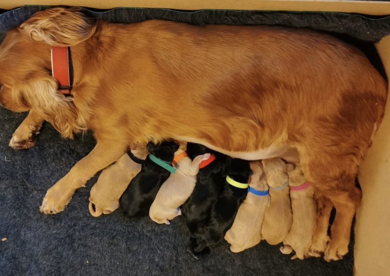 8 Beautiful Working Cocker Spaniel Puppies For Sale Carmarthenshire ...