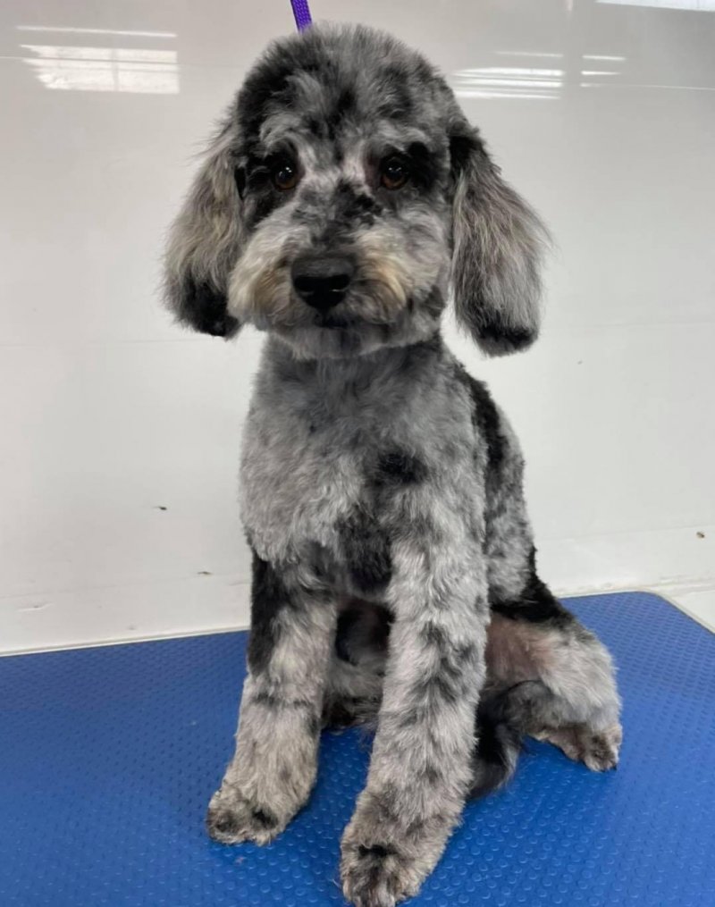 the Blue Merle Miniature Poodle Stud - Forever Puppy