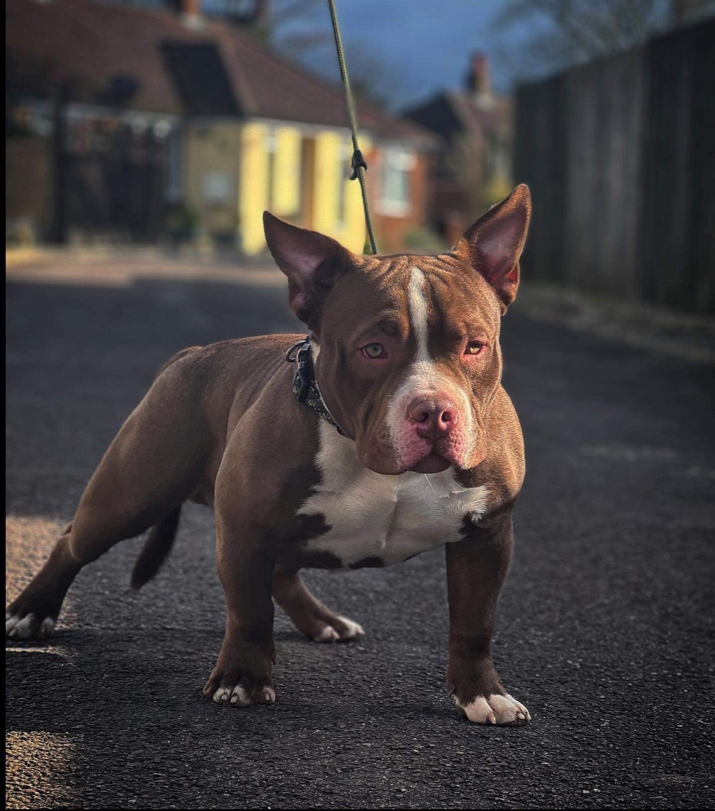 American pocket bully abkc for stud For Stud Kent Forever Puppy