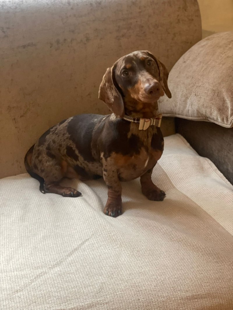 Tommy is a proven beautiful dapple miniature dachshund For Stud West Midlands Forever Puppy