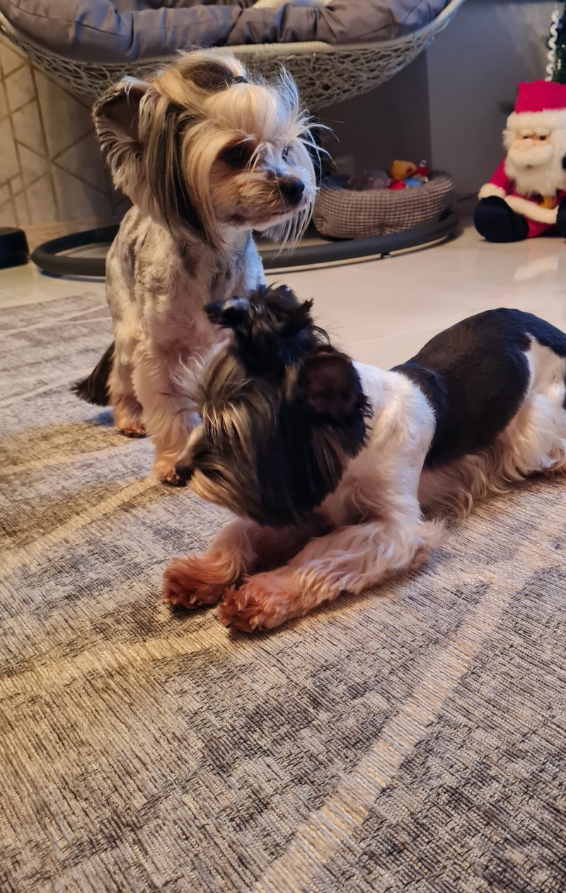 Mini blue merle yorkshire terrier For Stud West Midlands Forever