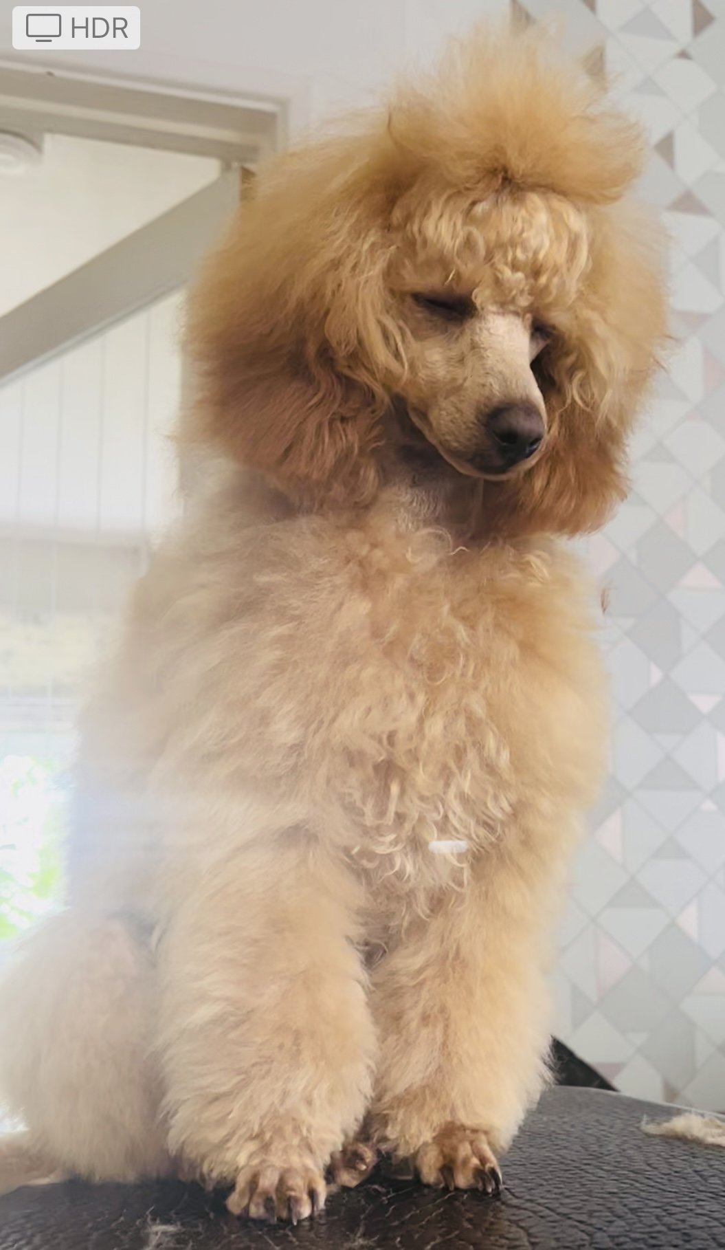 Done deal deals toy poodle