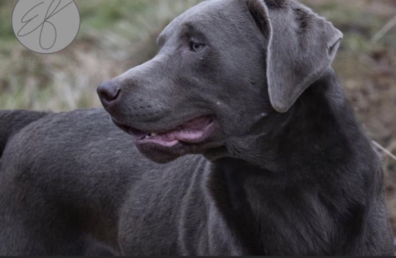 Silver lab stud near sales me