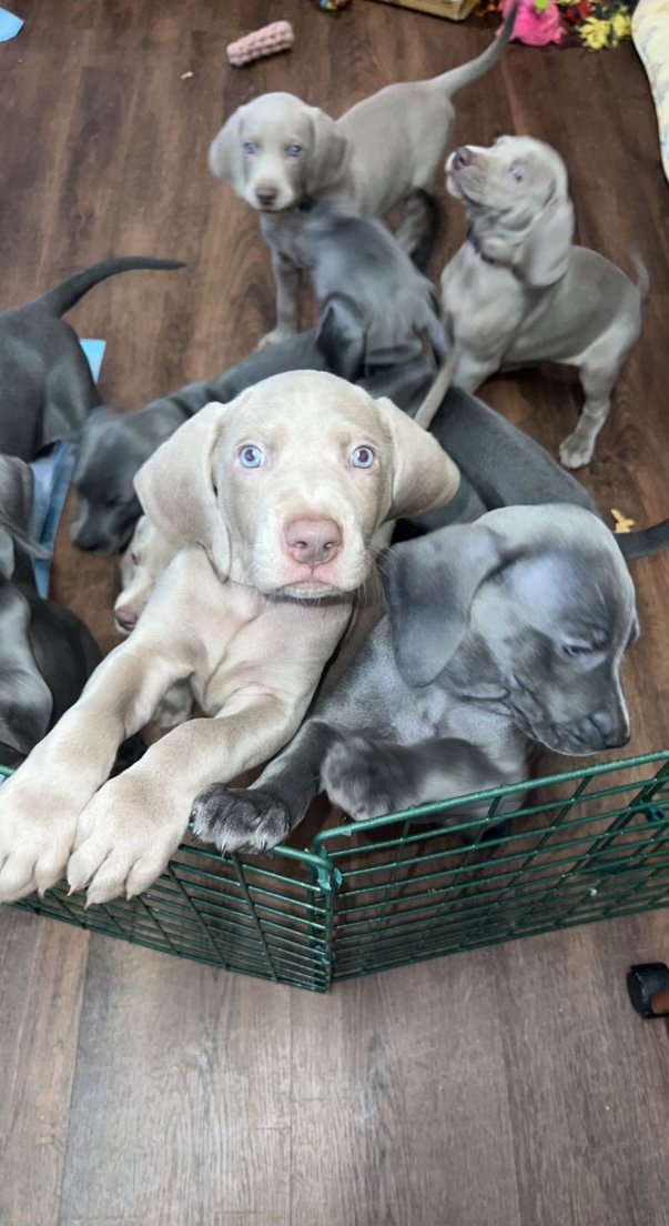 Weimaraner stud dog cheap
